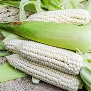 300 Seeds - Waxy Corn Seeds or Sticky Corn Seeds for Planting - Bap NEP Deo, Sweet Corn, Sticky Corn - Glutinous Corn or White Corn Sticky Sweet Corn Seeds - Non-GMO & Easy to Grow - The Rike Inc