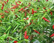 150 Seeds Bird's Eye Chili Seeds Organic Thai Chili Pepper Seed - The Rike Inc
