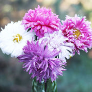 Aster Tall Double Gremlin Seeds Crego Giant Mixture Aster Flower 1000 Seeds for Planting Chinese Aster Seeds Annual-Aster China-Aster Callistephus chinensis Ochiul boului Seeds - The Rike Inc