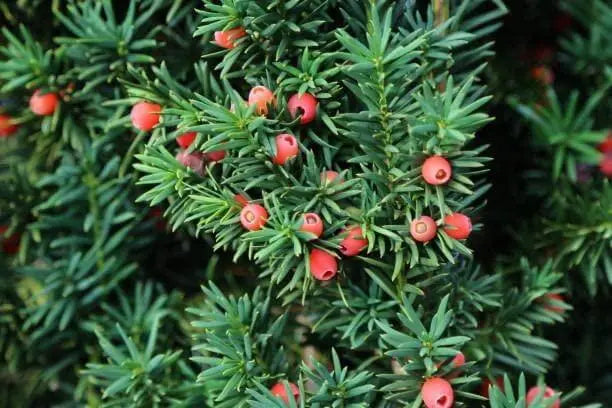 30 Taxus baccata Seeds, yew Tree Seeds, tejo Negro semillas - Canada Yew Seeds Tree Seeds - English Yew Tree Seeds - Ancient Yew Tree, Bonsai Tree Seeds American Yew Tree Seeds for Planting - The Rike Inc