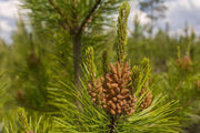 30 Seeds Loblolly Pine Seeds Tree Seeds for Planting Pinus taeda Arkansas Pine North Carolina Pine Oldfield Pine Seeds - The Rike Inc