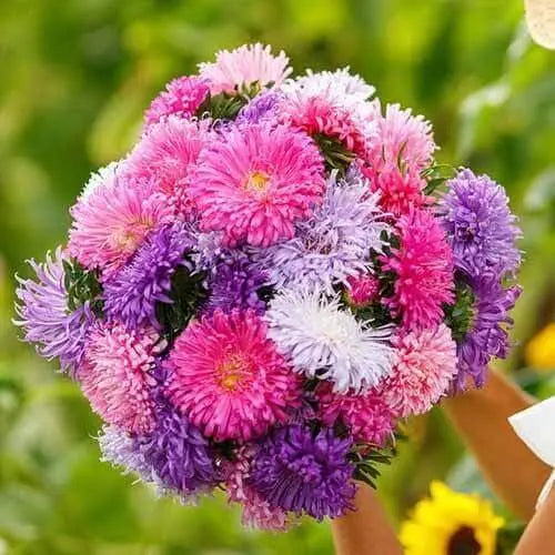 Aster Tall Double Gremlin Seeds Crego Giant Mixture Aster Flower 1000 Seeds for Planting Chinese Aster Seeds Annual-Aster China-Aster Callistephus chinensis Ochiul boului Seeds - The Rike Inc