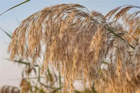 Common Reed 2000 Seeds for Planting Perennial Reed Grasses communis phragmites Australis Seeds - The Rike Inc