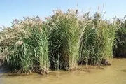Common Reed 2000 Seeds for Planting Perennial Reed Grasses communis phragmites Australis Seeds - The Rike Inc