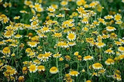 3000 Crown Daisy Seeds Garland Chrysanthemum, Coronarium Glebionis, Edible Chrysanthemum, shungiku, chop-Suey-Green, Japanese-Green, tangho, tongho, antimonio, mirabeles, Moya, Chrysanthemum Greens - The Rike Inc