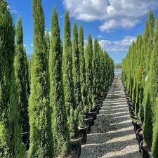 30 Seeds Italian Cypress Seeds Tree Seeds for Planting Cupressus sempervirens Mediterranean Cypress Tuscan Cypress, Persian Cypress Pencil Pine Seeds - The Rike Inc