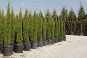 30 Seeds Italian Cypress Seeds Tree Seeds for Planting Cupressus sempervirens Mediterranean Cypress Tuscan Cypress, Persian Cypress Pencil Pine Seeds - The Rike Inc