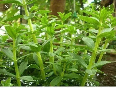 150 Limnophila Aromatica Seeds Rice Paddy Herb Seeds Rau NGO Om Seeds Rau NGO Ma Om Seeds (ម្អម) for Planting - The Rike Inc