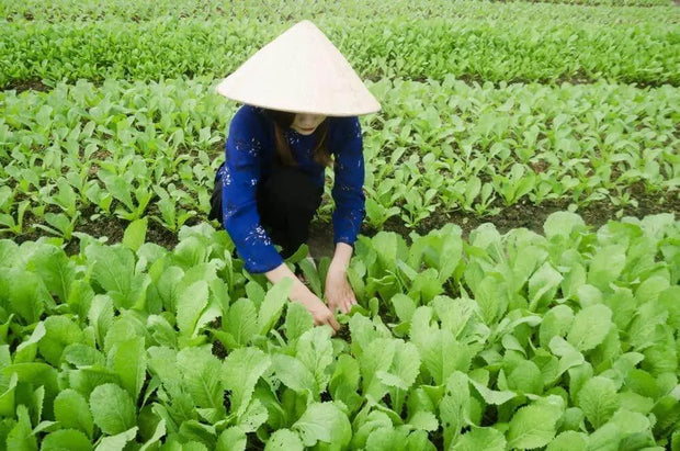 1500 Seeds Mustard Seeds – Cải Bẹ Xanh Green Field Mustard Lettuce Spinach Seeds Brassica rapa BAU-Sin Chinese Mustard Seed Tendergreen GAI Choi Heirloom Non GMO - The Rike Inc