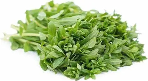 150 Limnophila Aromatica Seeds Rice Paddy Herb Seeds Rau NGO Om Seeds Rau NGO Ma Om Seeds (ម្អម) for Planting - The Rike Inc