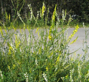 3000 Seeds Yellow Sweet Clover Seeds for Planting Melilotus Officinalis Seeds Yellow Common Melilot Seeds - The Rike Inc