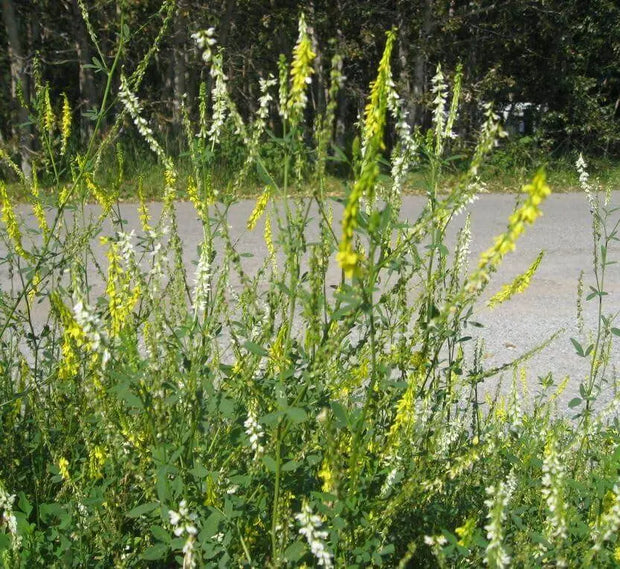 3000 Seeds Yellow Sweet Clover Seeds for Planting Melilotus Officinalis Seeds Yellow Common Melilot Seeds - The Rike Inc