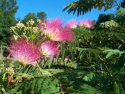 50 Pink Mimosa Tree Seeds for Planting Heirloom Persian Silk Tree/Pink Siris Seeds Albizia julibrissin Bloom Fast Growing - The Rike Inc