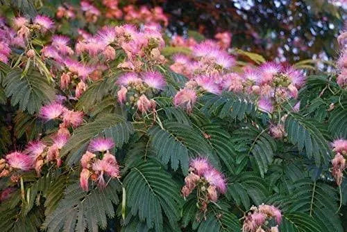 50 Pink Mimosa Tree Seeds for Planting Heirloom Persian Silk Tree/Pink Siris Seeds Albizia julibrissin Bloom Fast Growing - The Rike Inc