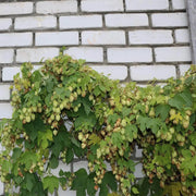 30 Seeds - Hops Vine Seeds - Perennial Humulus Lupulus Hops Seeds for Planting | Climbing Vine Plant Seed to Grow Hops Bine/Hop Cones - Beer Flower Lupulin Plant to Make Beer - The Rike - The Rike Inc