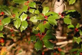50 Seeds American Holly Seeds Tree Seeds for Planting Ilex opaca Seeds English Holly Seeds - The Rike Inc