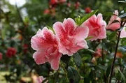 100 Seeds do Quyen Seeds, Rhododendron Seeds Flower Seeds Mixed Azalea Flower Seeds for Planting Rhododendron Simsii Seeds Schlippenbachii Bush Shrub Flowers Plant Seeds