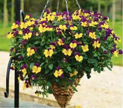 1500 Pansy Flower Seeds Garden Pansy Pink Pansy Seeds Violet Pansy Blue Pansy Flower Mixed Color - The Rike Inc