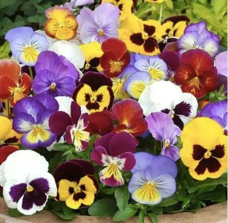 1500 Pansy Flower Seeds Garden Pansy Pink Pansy Seeds Violet Pansy Blue Pansy Flower Mixed Color - The Rike Inc