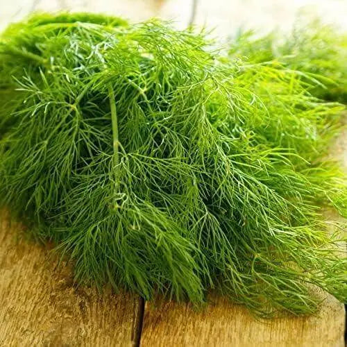 3000 Dill Seeds Organic Vegetable Seeds Herb Dill Plant Seeds Anethum graveolens - The Rike Inc