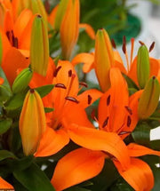 20 Seeds Orange Asiatic Lily Lilium Orange Pixie Planting Seed Bonsai Garden - The Rike Inc