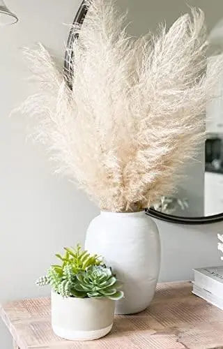 1200 Pampas Grass Seeds White Cortaderia Selloana Seeds Perennial Flowering ORNIMENTAL Grasses FEATHERY Blooms Wedding Holiday Festival Decor