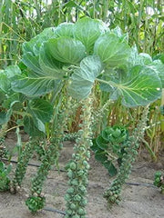 1000 Long Island Brussels Sprouts Seeds for Planting - Churchil Catskill Cabbage Seeds Non-GMO Vegetable Seeds Garden Plants - high germinated - Heirloom