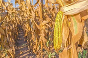 2400 Seeds Field Corn Seeds Yellow Dent Corn Kernels Grain Corn Seeds Field Corn for Corn Meal Grinding Planting Heirloom Non-GMO - The Rike Inc