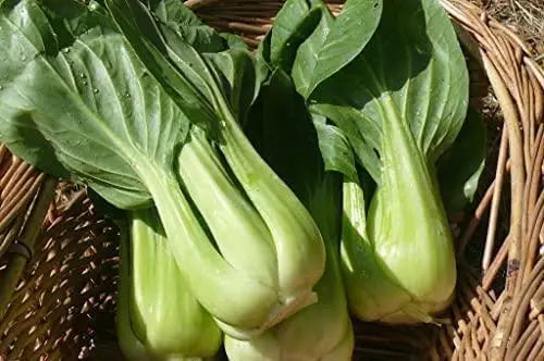 3000 Seeds Green Bok Choy Seeds Sweet Cabbage Salad Seeds Pok Choy bok Choi Chinese White Cabbage Chinese Cabbage Organic Vegetable Planting Non-GMO - The Rike Inc