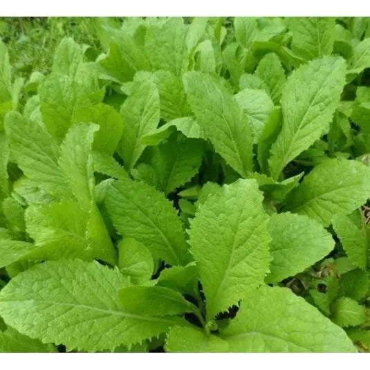 3000 Baby Mustard Seeds CAI Xanh Non-Vegetable Seeds Organic Non-GMO Mustard Baby Greens Seeds - The Rike Inc