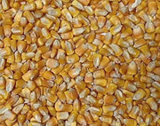 2400 Seeds Field Corn Seeds Yellow Dent Corn Kernels Grain Corn Seeds Field Corn for Corn Meal Grinding Planting Heirloom Non-GMO - The Rike Inc