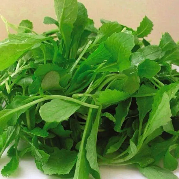 3000 Baby Mustard Seeds CAI Xanh Non-Vegetable Seeds Organic Non-GMO Mustard Baby Greens Seeds - The Rike Inc