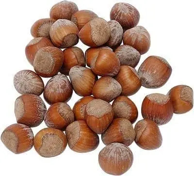 20 Seeds American Hazelnut Tree Seeds Filbert Corylus Americana Fruit Nut Seeds Semillas Graines - The Rike Inc