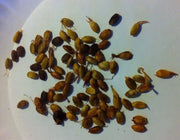 30 Seeds Osage Orange Seeds Hedge Osage Apple Tree Seeds Non-GMO Maclura pomifera, Horse Apple, Bois d’arc, Maclura, bodark Tree Seeds - The Rike Inc