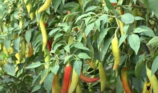 600 Cowhorn Pepper Seeds - Hot Chili Pepper Cow Horn Pepper Seeds Non-GMO - Supper hot Chilli Pepper Seeds - The Rike Inc