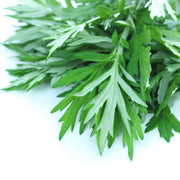 150 Mugwort Seeds Non-GMO Sweet Wormwood Seeds (Artemisia Annua), Sweet Annie, and Sagewort Seeds- Fragrant, Culinary, and Herb with Aromatic Flowers - The Rike Inc