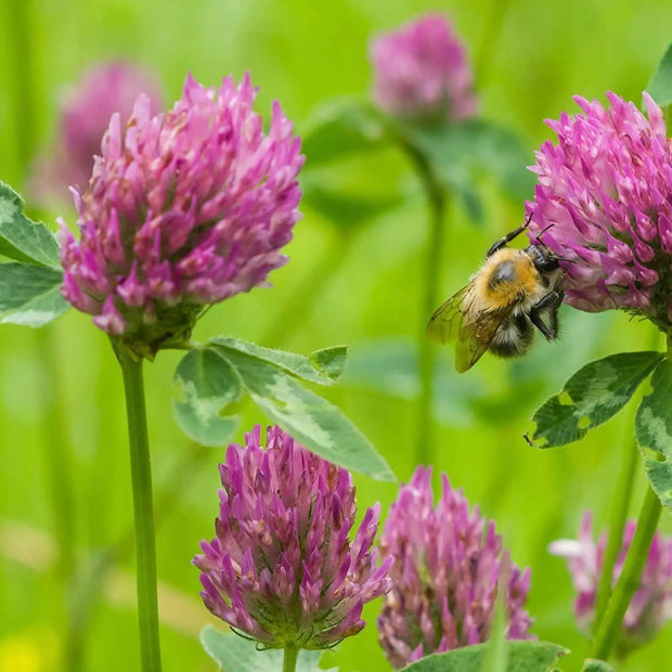 2000 Red Clover Seeds for Plating Flower Seeds Trifolium Pratense Heirloom Seeds - The Rike Inc