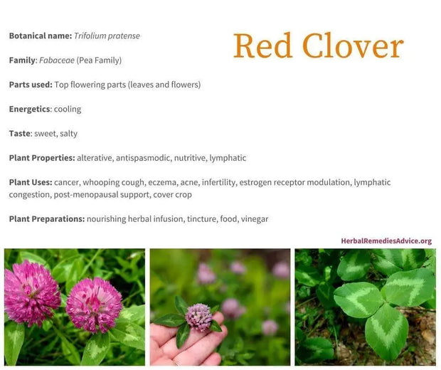 2000 Red Clover Seeds for Plating Flower Seeds Trifolium Pratense Heirloom Seeds - The Rike Inc