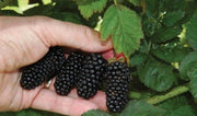 60 Seeds Giant BlackBerry Seeds Black Berry Raspberry Seeds Huge Fruit Rubus Bush Fruit Jocad Giant Fruit Seeds - The Rike Inc