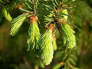 30 Seeds Norway Spruce Tree Seeds, Picea Abies, Non-GMO (Evergreen, Fast) Grown in Illinois USA - The Rike Inc
