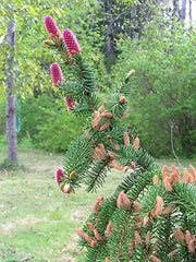 30 Seeds Norway Spruce Tree Seeds, Picea Abies, Non-GMO (Evergreen, Fast) Grown in Illinois USA - The Rike Inc