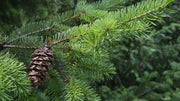 15 Douglas Fir Tree Seeds Douglas fir Seeds, Douglas Spruce, Oregon Pine and Columbian Pine Seeds Non-GMO