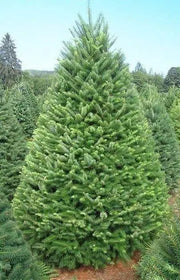 15 Douglas Fir Tree Seeds Douglas fir Seeds, Douglas Spruce, Oregon Pine and Columbian Pine Seeds Non-GMO - The Rike Inc