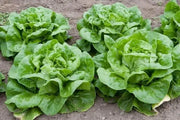 2000 Crisphead Lettuce Seeds Iceberg, Loose-Leaf, and butterhead Vegetable Seeds 100% Organic Non-GMO - The Rike Inc