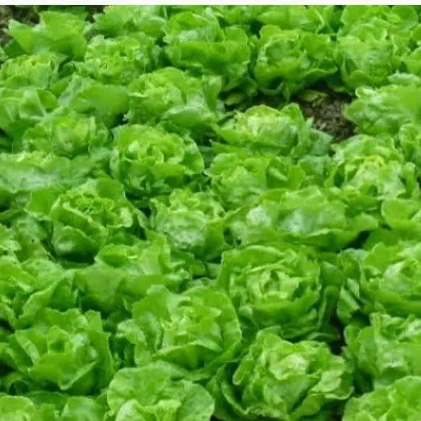 2000 Crisphead Lettuce Seeds Iceberg, Loose-Leaf, and butterhead Vegetable Seeds 100% Organic Non-GMO - The Rike Inc