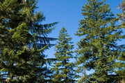 15 Douglas Fir Tree Seeds Douglas fir Seeds, Douglas Spruce, Oregon Pine and Columbian Pine Seeds Non-GMO - The Rike Inc