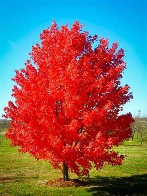 100 Red Maple Seeds - American Maple Seeds, Red Leaf Japanese Maple, Red Maple Tree Seeds, Red Sugar Maple Tree Seeds, Sugar Maple Tree Seeds, Acer Maple Seeds