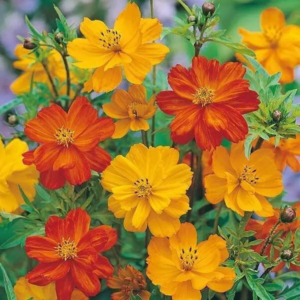 Cosmos Seeds 2000 Flower Seeds Hat HOA Sao Nhai Mix Color Cosmos Bipinnatus Aster Asteraceae Seeds (Multi) for Planting - The Rike Inc