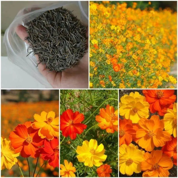 Cosmos Seeds 2000 Flower Seeds Hat HOA Sao Nhai Mix Color Cosmos Bipinnatus Aster Asteraceae Seeds (Multi) for Planting - The Rike Inc