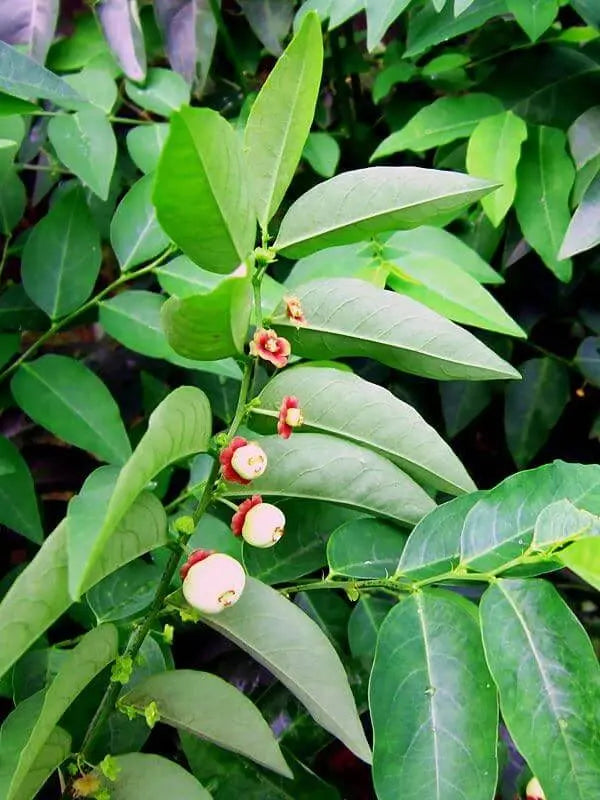 150 Katuk Seeds Star Gooseberry Sweet Leaf Edible-leafed Seeds Hat Rau Bo Ngot Sauropus Androgynus Katuk Plant Seeds Rau Bo Ngot - The Rike Inc